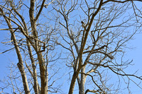 Leafless pecan tree