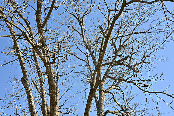 Leafless pecan tree